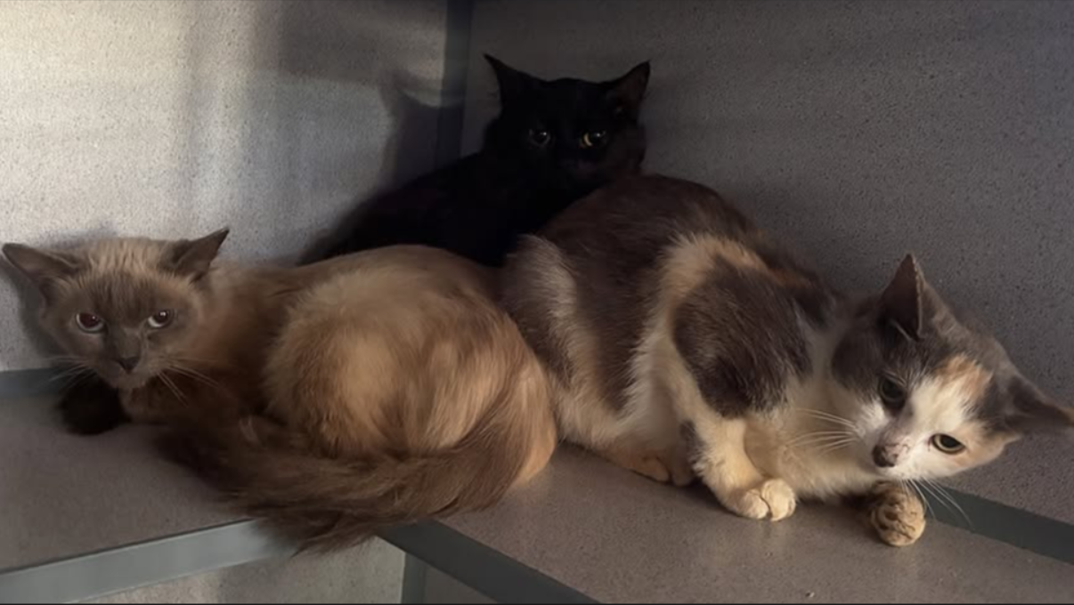 Rescued cats in a shelter, looking for new homes after a hoarding situation in Catskill, NY.